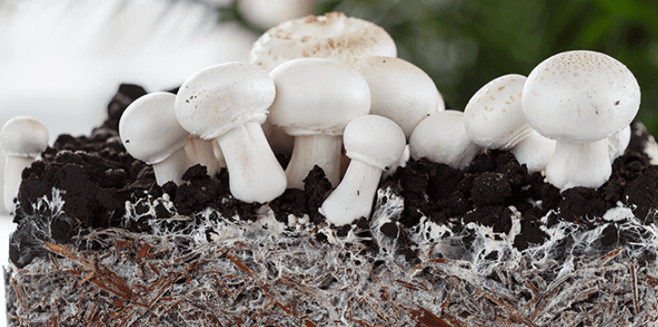 pieczarki na grzybni doskonały wzrost dzięki odpowiedniej temperaturze i wilgotności
